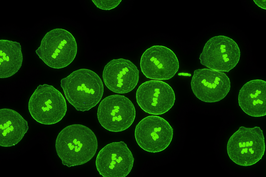IGF-1 & Growth Factors: A Research Overview
